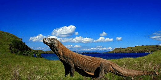 Die grösste Echse der Welt: der&nbsp;Komodowaran